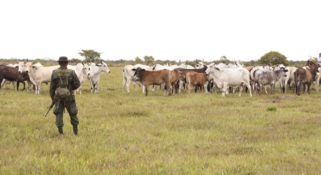 Avanzan-labores-de la Policía Nacional-contra-el hurto de ganado-en-el Meta
