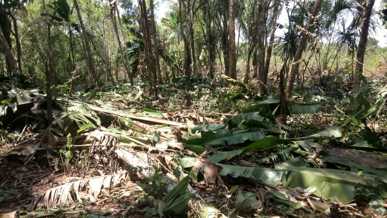 continuamos con los controles en contra del aprovechamiento ilegal de los recursos naturales