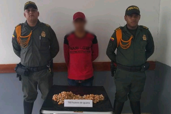 Fue capturado un sujeto por comercializar huevos de iguana