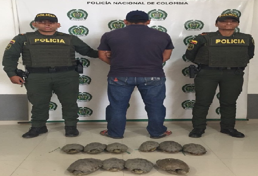 capturados-hicoteas-recursos-naturales-renovables-animales-silvestres-el banco-magdalena