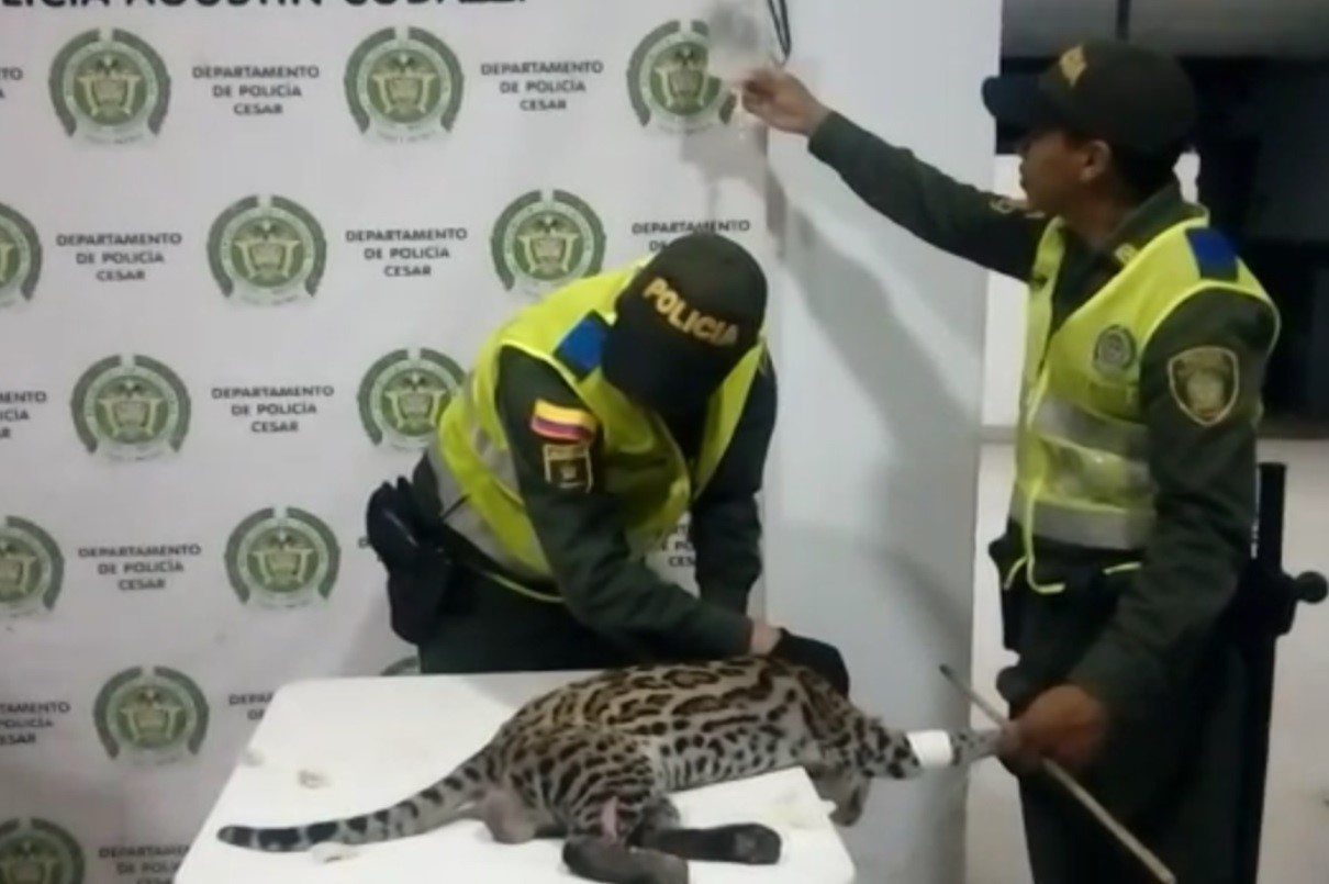 Capturados-dos-hombres-al-momento-que -trasportaban-un-tigrillo-herido-por-un-arma-de-fuego