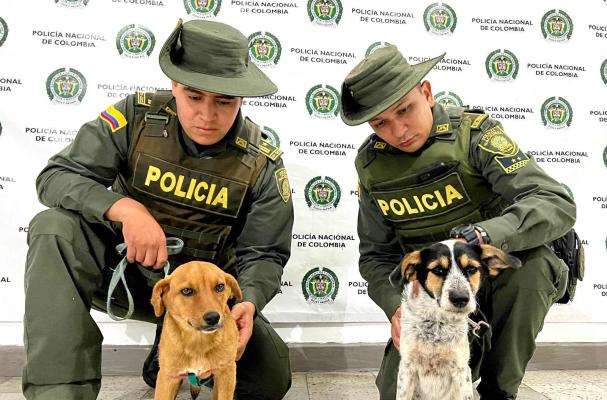 Este ciudadano se encontraba ahorcando a dos caninos de raza criolla.