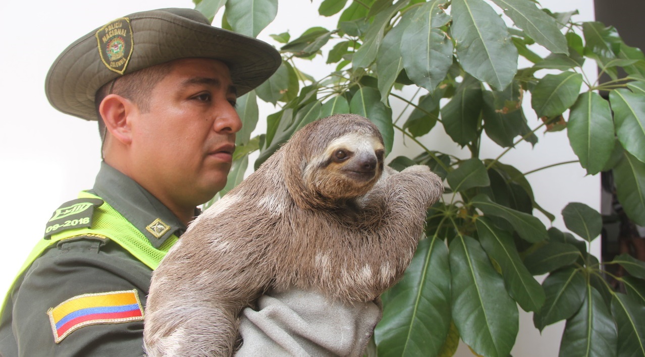 conmemoración-día-mundial-de-los-animales