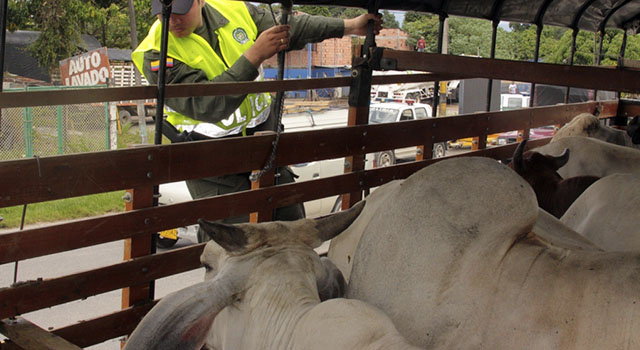 La Policía Nacional-obtiene efectivos resultados contra el hurto de ganado-Meta