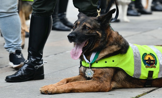 Condecorado el canino Kobu