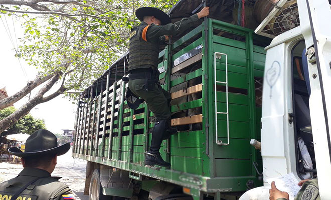 Ofensiva Nacional-contra-el-Delito-desmantela-centro-clandestino-de-sacrificio-de-ganado