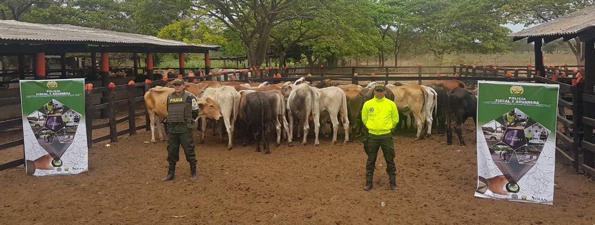 Contrabando- de- ganado- en- Valledupar