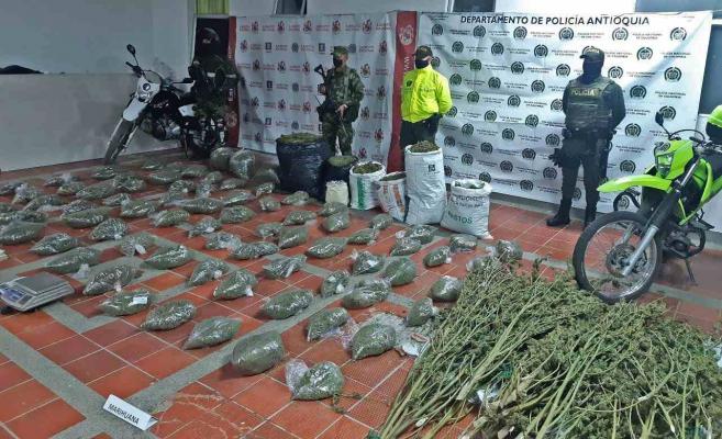 cultivos de tomate para cultivar marihuana