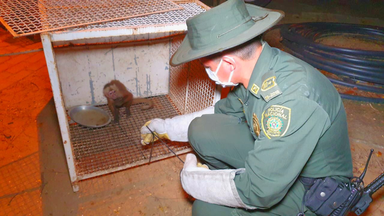 El mono cariblanco, una especie que debemos proteger2