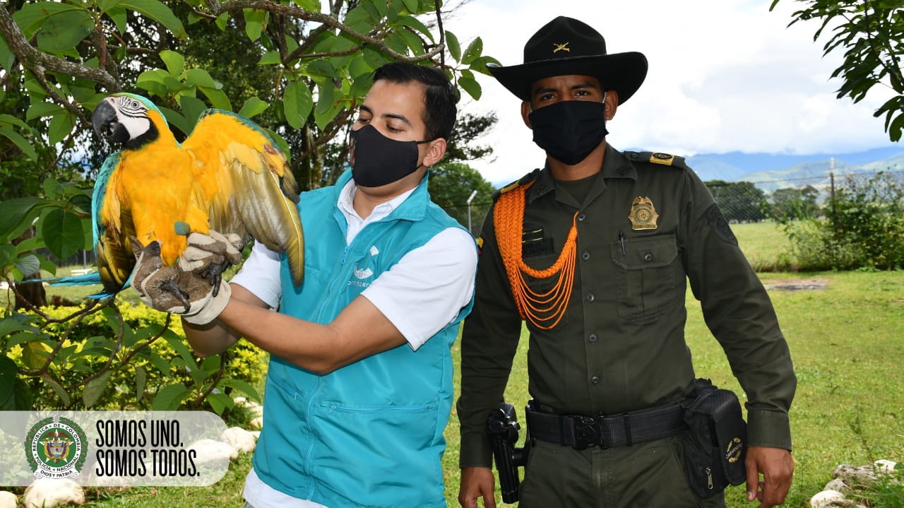 En el Meta protegemos la fauna silvestre 