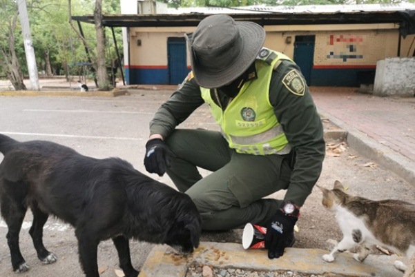 En-Valledupar-los-perros-y-gatos-abandonados-no-están-solos