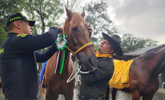 La Seccional de Carabineros y Protección Ambiental de la Metropolitana del Valle de Aburrá, a través del programa “Adopta un Héroe”, ha realizado la entrega en adopción de tres equinos