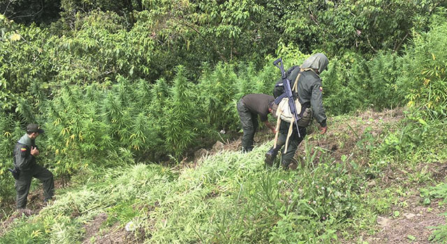 En-el-Meta-la-Policía Nacional-erradicó-118-hectáreas-de-cultivos ilícitos