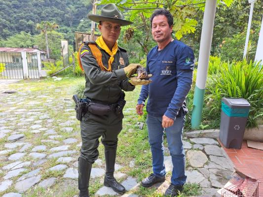 Ocho especies fueron rescatadas en Ibagué