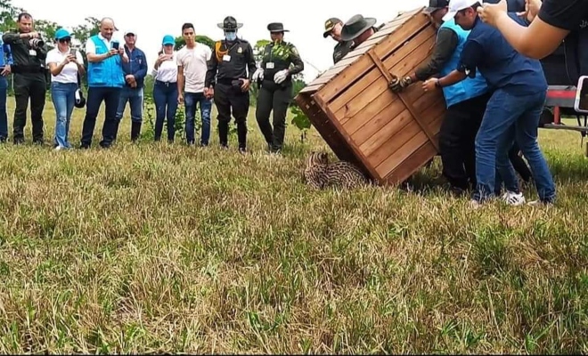 Gran jornada de liberación de fauna silvestre 