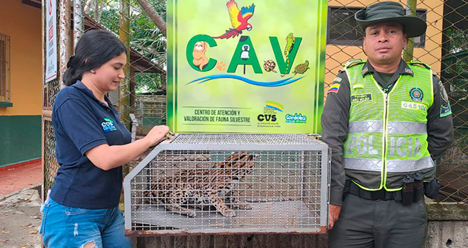 El felino recibe ayuda veterinaria 