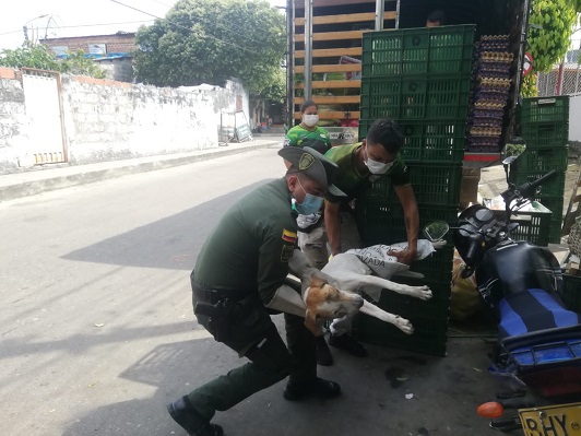 Policía ayudando un perro