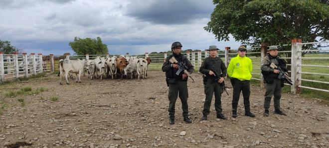 Ganado recuperado en San Martín
