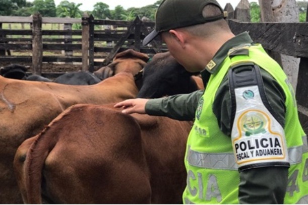 Golpe-a-las-mafias-del-contrabando-de-ganado-en-el-Cesar