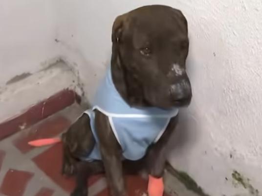 Esta es la historia de ‘Cojito’, un canino que resultó lesionado por la onda explosiva en zona rural del municipio de Riofrío