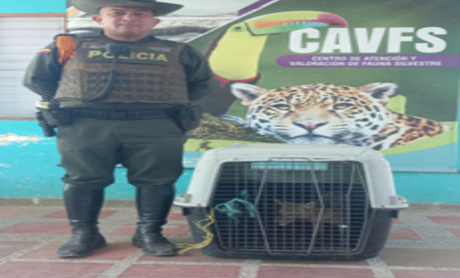 En Ciénaga fueron recuperadas dos especies silvestres