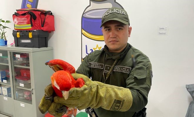 Entre todos debemos proteger los seres que no tienen voz, en el área metropolitana de Pereira