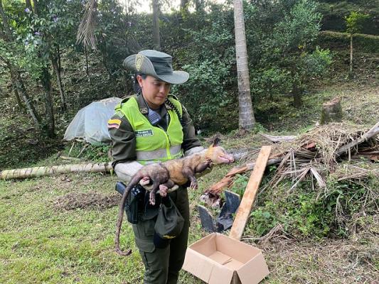 Policía liberando animal