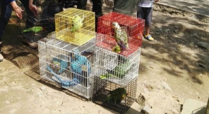 Incautación animales silvestres en Palestina Caldas
