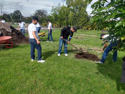 Ochenta arboles sembrados 