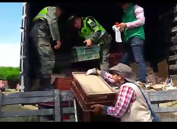 Babillas recuperadas 