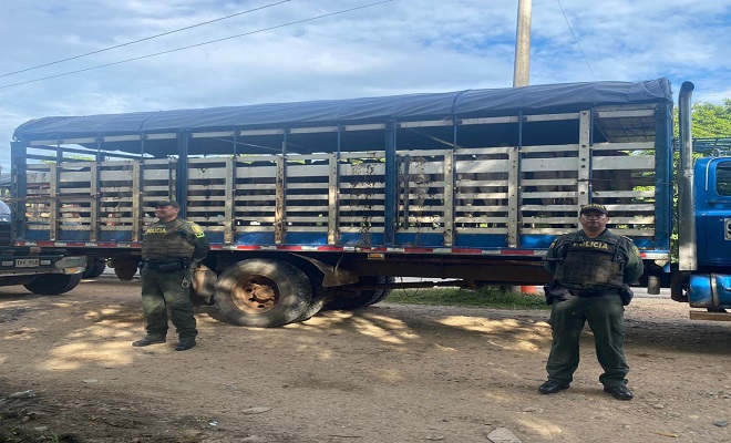 Incautación de semovientes en El Dorado