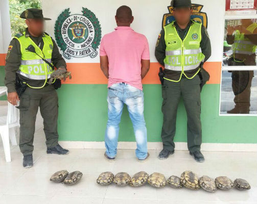 Hicoteas-rescatadas- y-persona-capturada