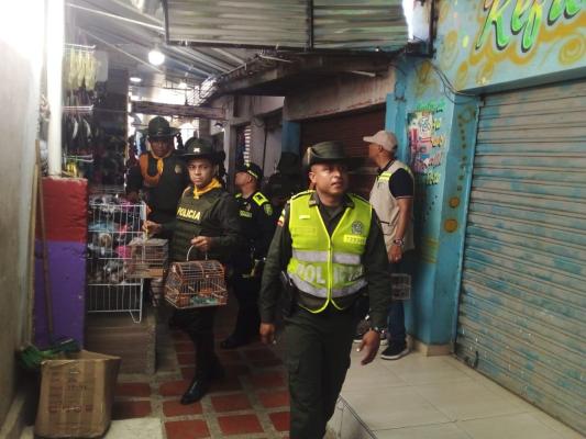 Rescatadas 35 especies de aves silvestres, que se encontraban en cautiverio en la plaza del mercado de Bazurto