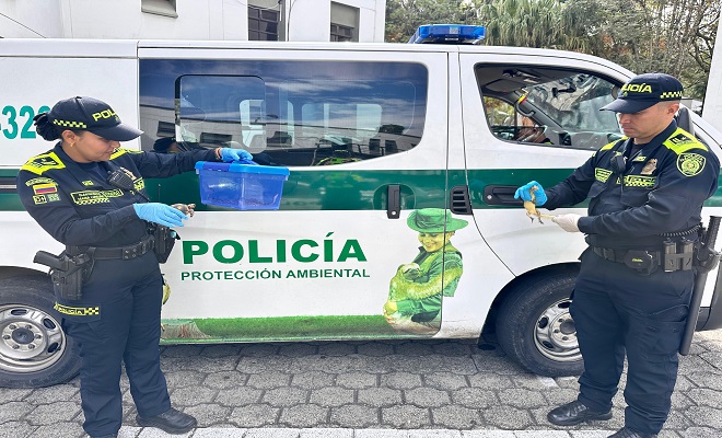 incautación de 7 reptiles en cautiverio