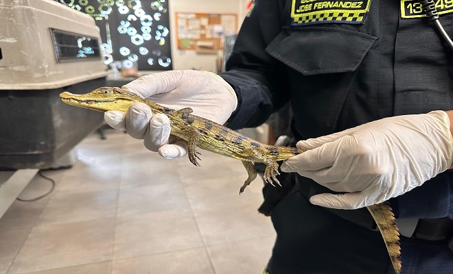 incautación de babilla en Bello