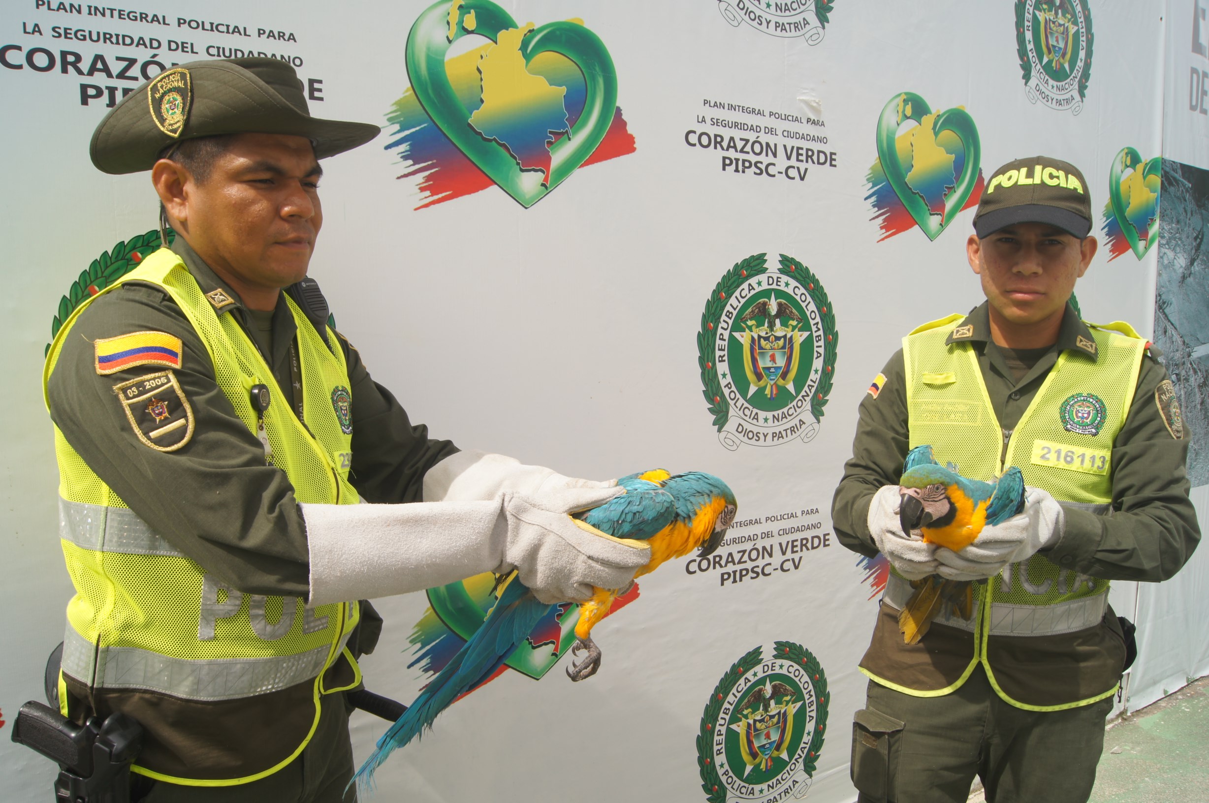 Tenían en su poder dos guacamayas que hacen parte de la fauna protegida de la región 