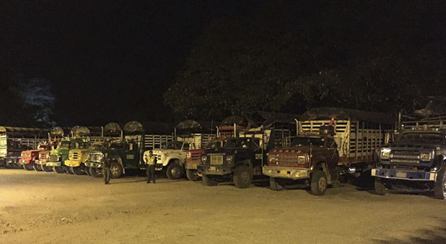 Avanza estrategia contra el hurto de cabezas de ganado-en el Meta-policia