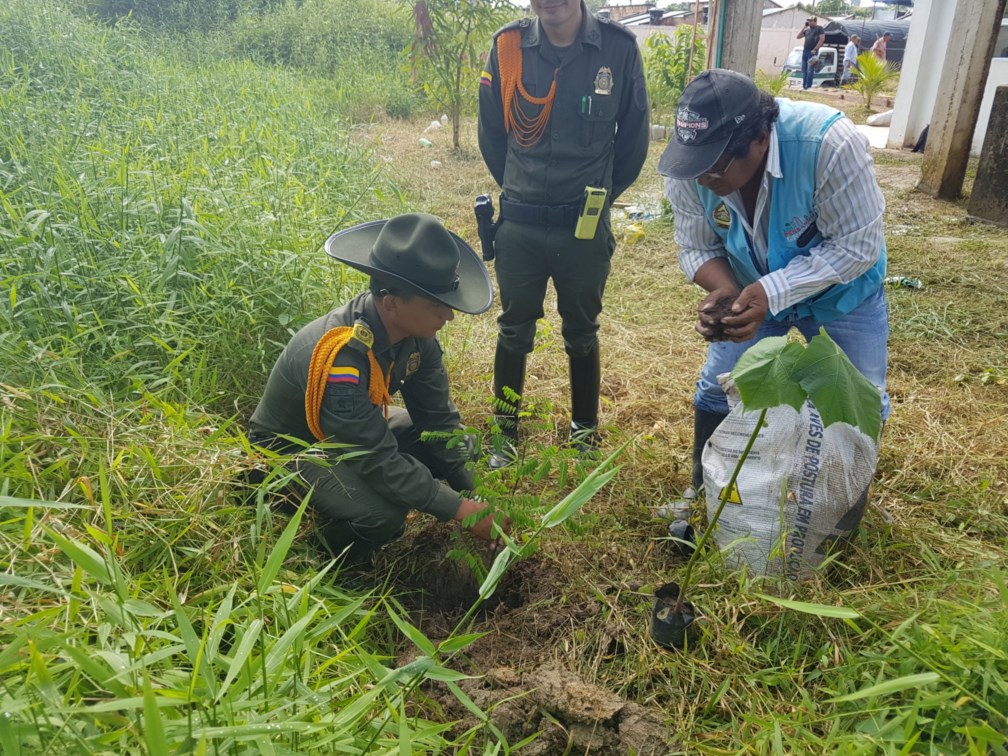 siembra de árboles frutales