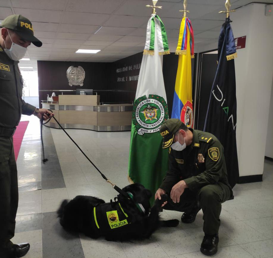 Valientes- caninos- POLFA