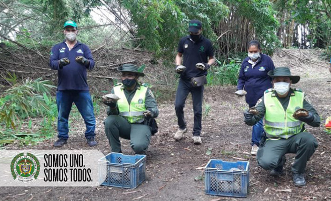 Liberación de Icoteas