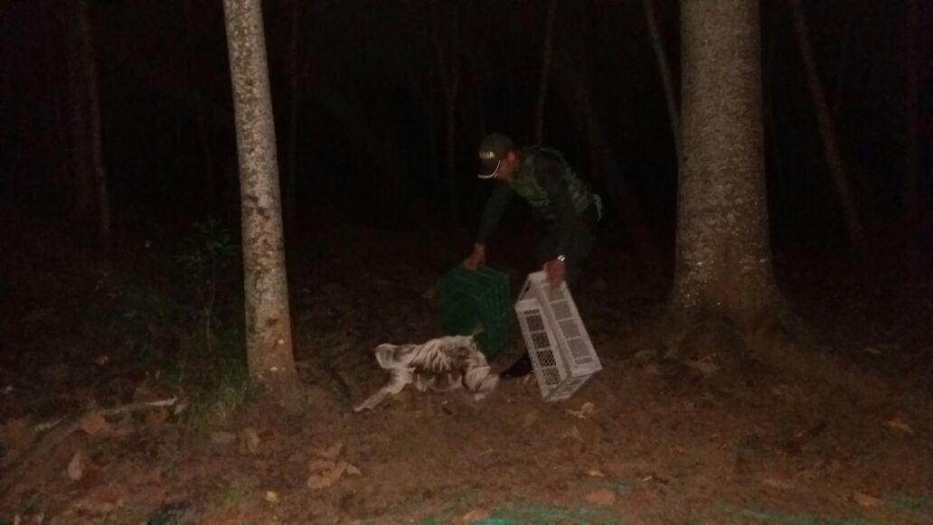 Policía-regresamos-a-su-habitat-policia-Meta