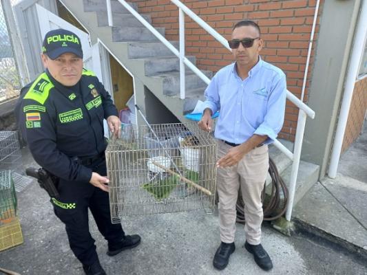 De manera voluntaria fueron entregadas dos loras frente amarillas 