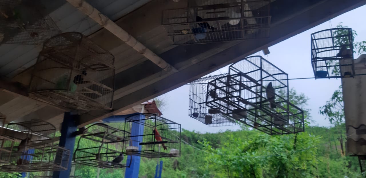 Lucha contra la tenencia ilegal de fauna silvestre2