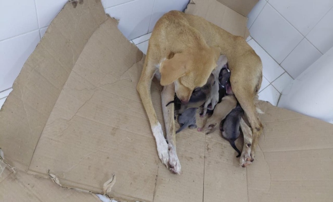 mamá permanece junto a sus cachorros en un espacio resguardado tras ser auxiliados 