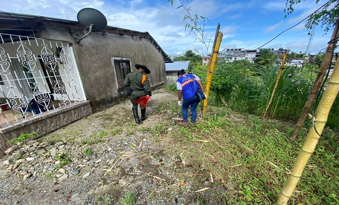 Más de 800 caracoles africanos gigantes fueron recolectados en Quibdó 