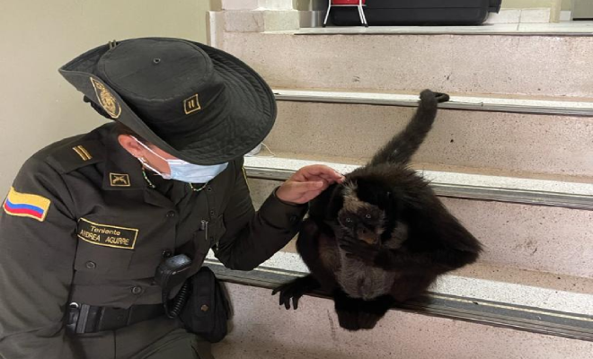 Rescatamos-mono-araña-que-estaba-en-cautiverio