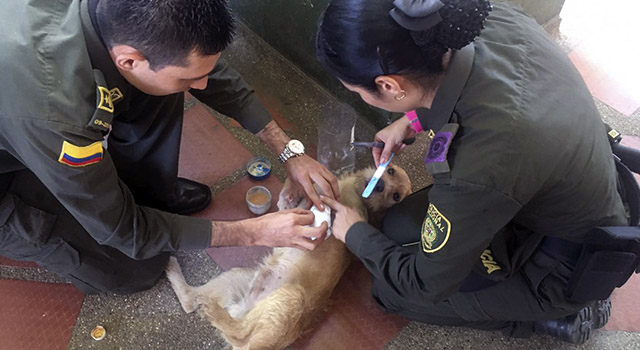 'mono' nuestro nuevo integrante de patrulla-policia-meta