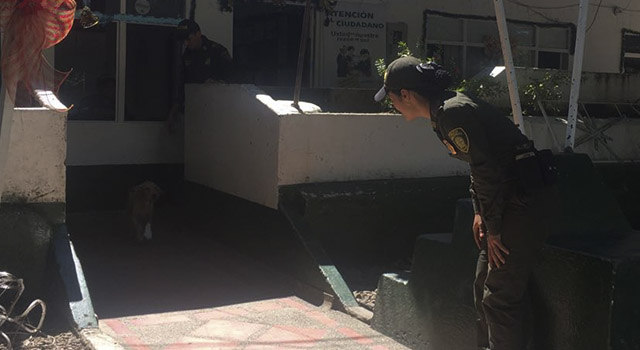 'mono' nuestro nuevo integrante de patrulla-policia-meta