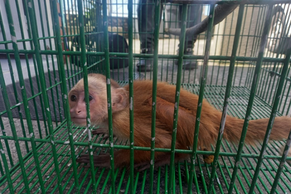 De manera voluntaria fue entregado un mono cariblanco el cual fue dejado a disposición de Corpocaldas 