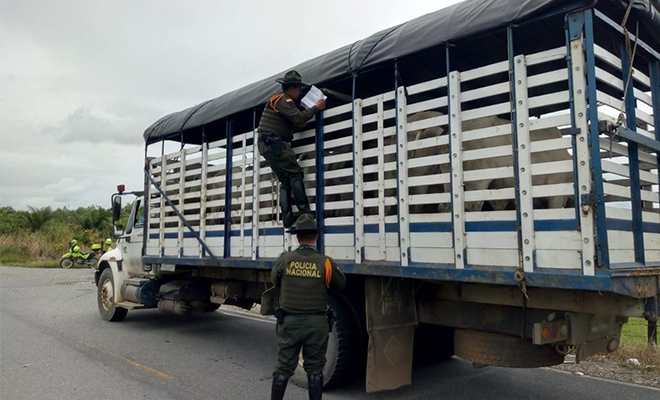 Juntos-contra-el-hurto-fortalecemos-controles-contra-el-hurto-de-ganado-en-el-Meta